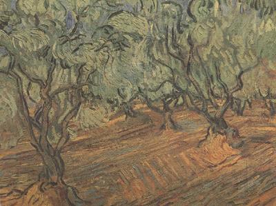 Vincent Van Gogh Olive Grove:Bright Blue Sky (nn04) Norge oil painting art